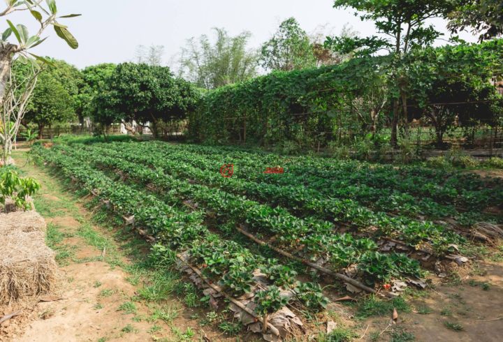 泰国的,unnamed road,编号39209002